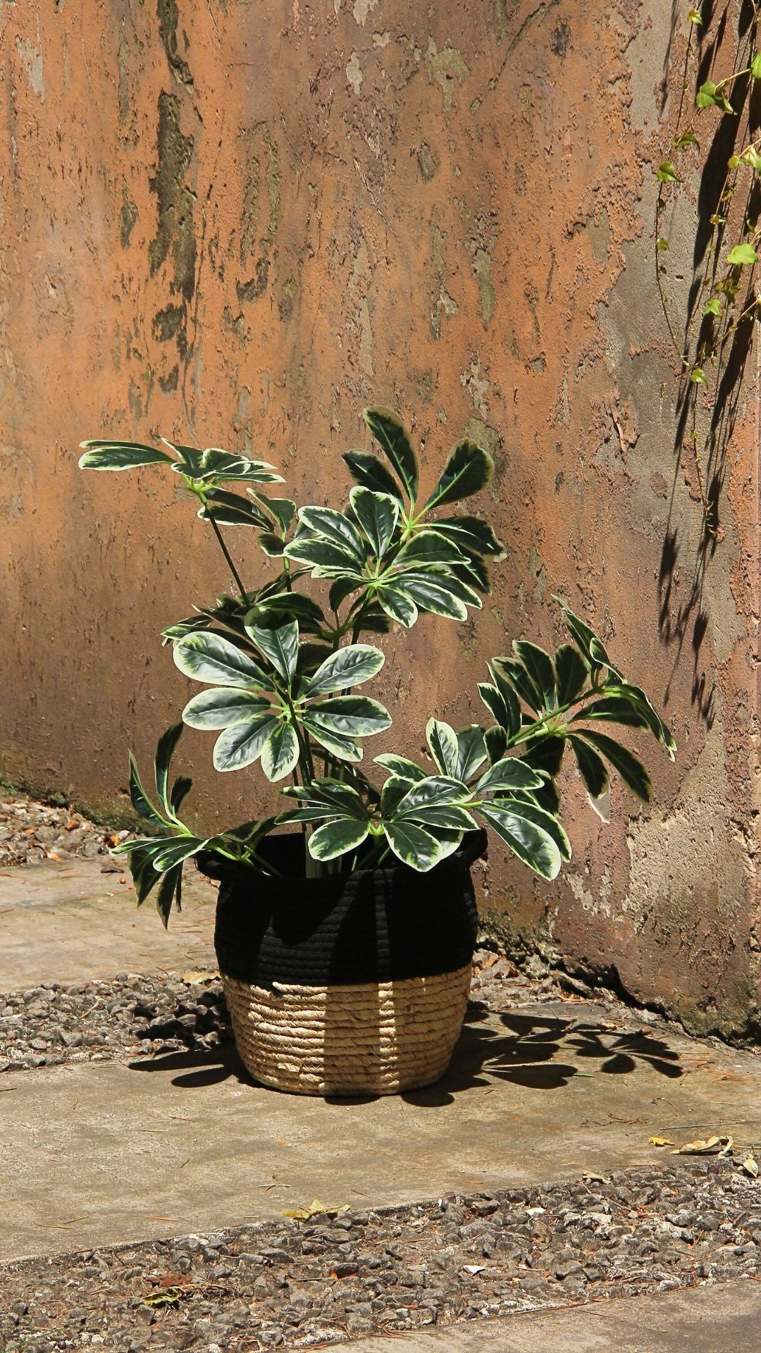 Planta Schefflera 60 Cm