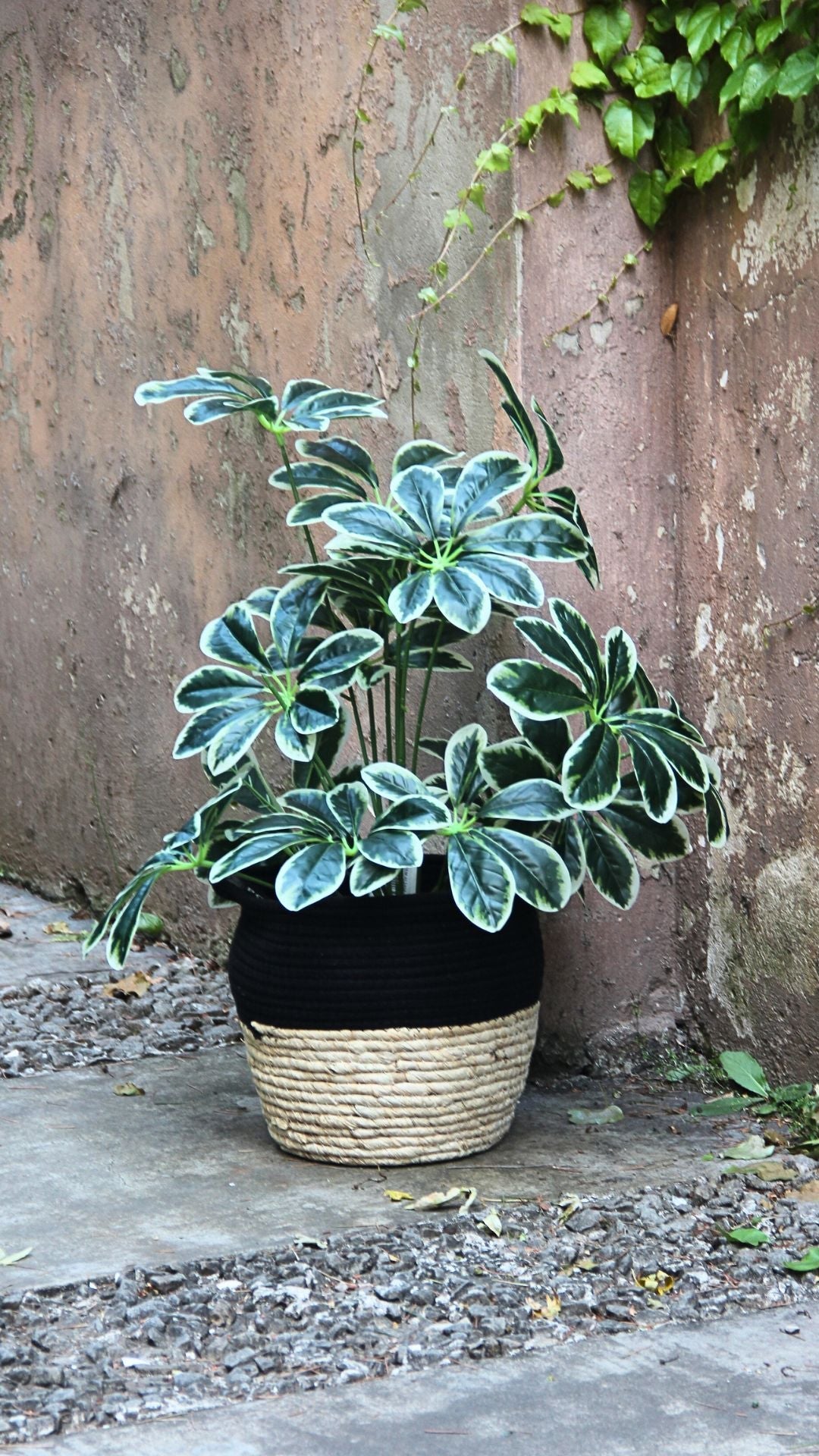 Planta Schefflera 60 Cm