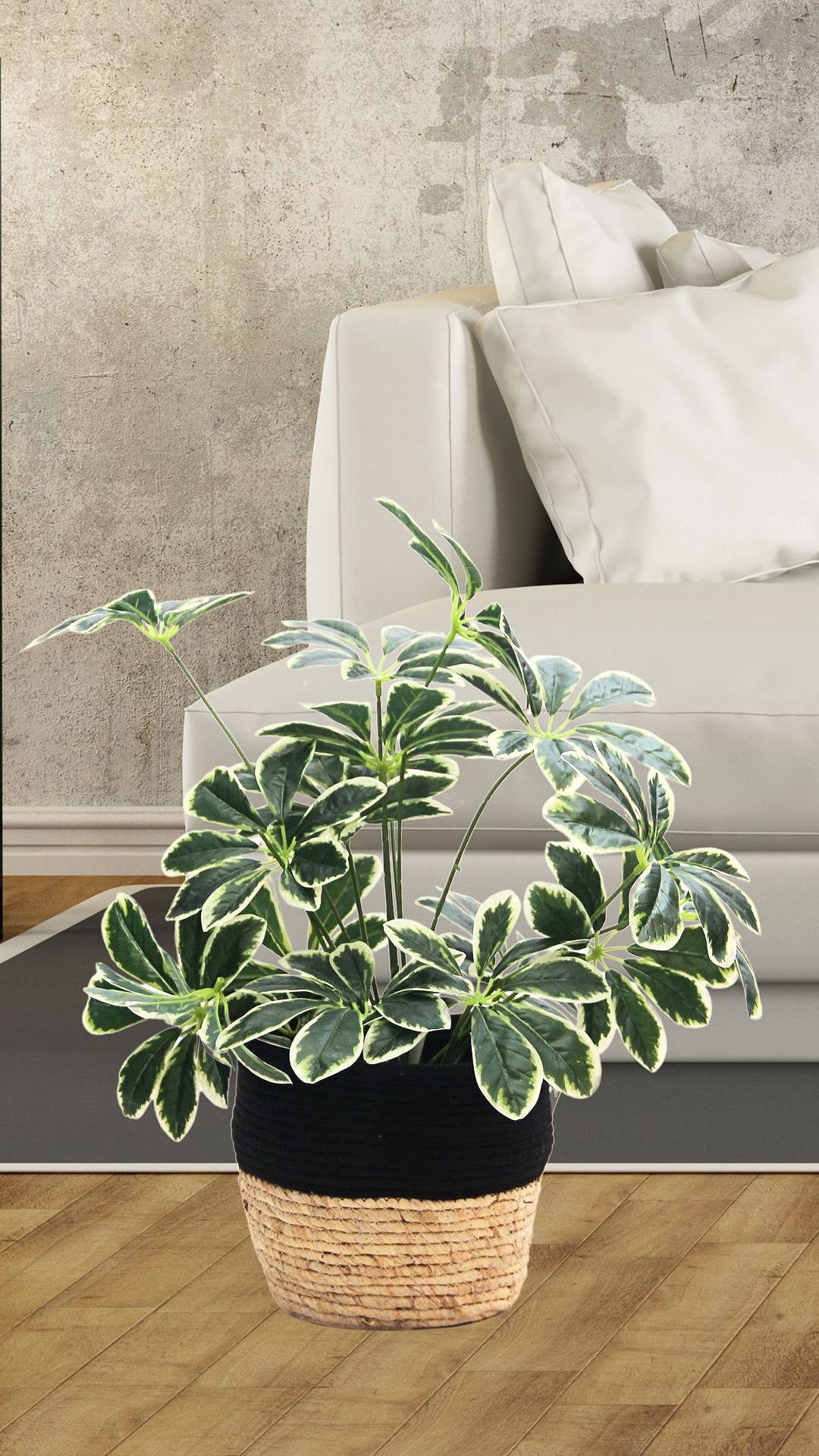 Planta Schefflera 60 Cm