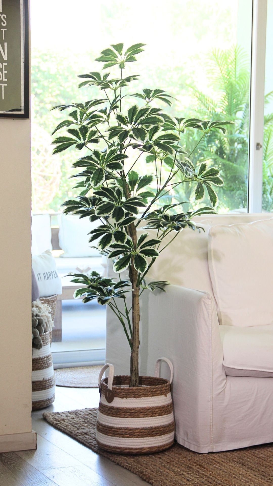 Planta Schefflera 1,45 Mts