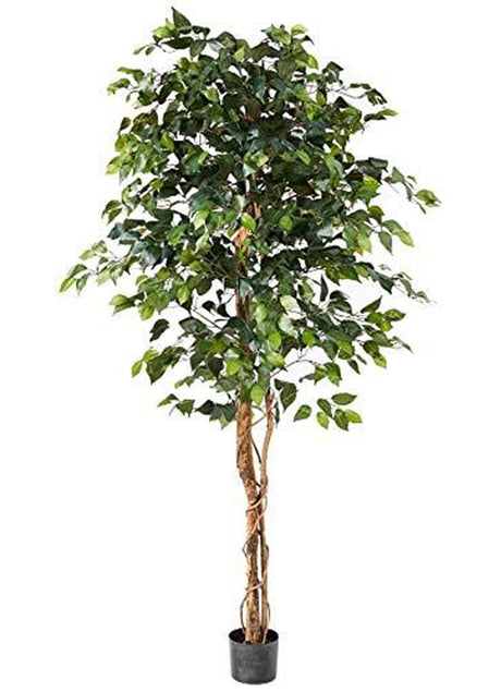 Ficus 2,10 mts Green