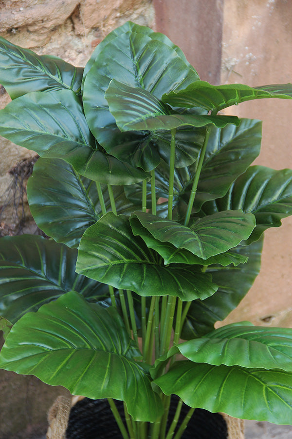 Alocasia Plant 70 cm