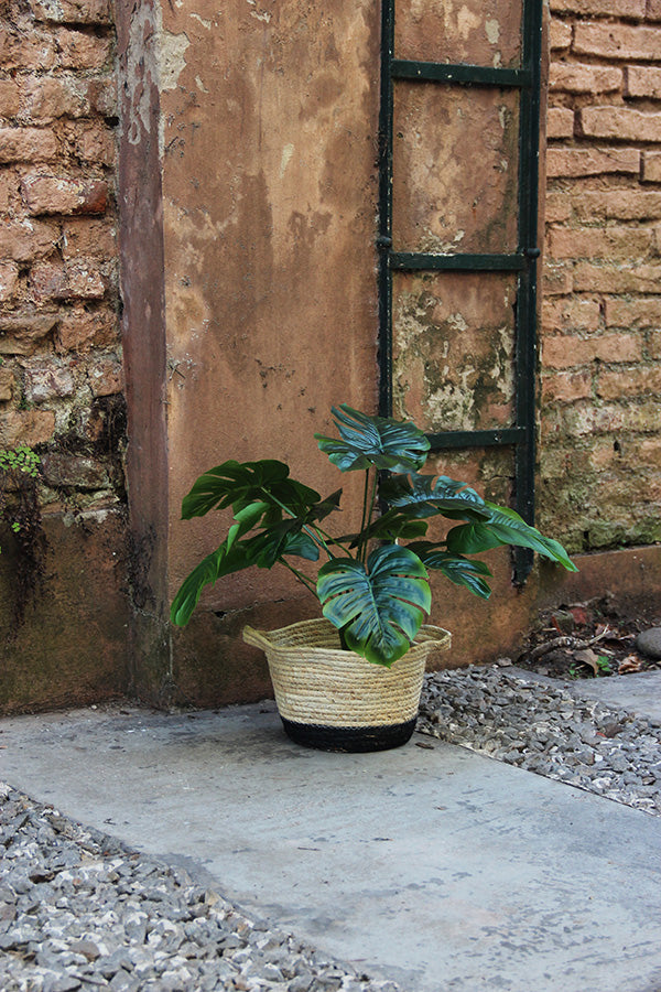 Monstera Plant 50 cm