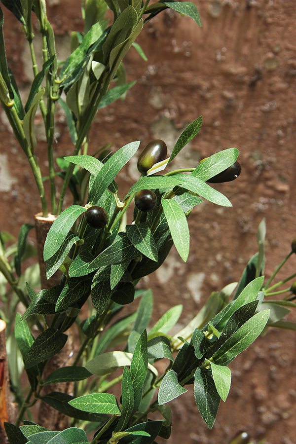 Planta de Olivo 1,20 mts