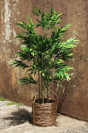 Bambu Tree 1,80 mts