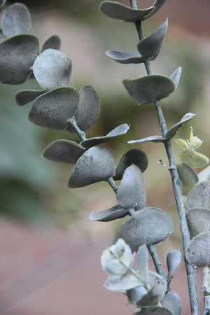 Eucalyptus Branch 80 cm