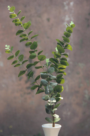 Green Eucalyptus Stem 97 cm