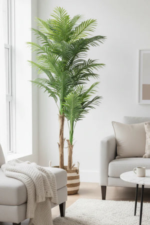 Palma Areca Paradise 2 mts