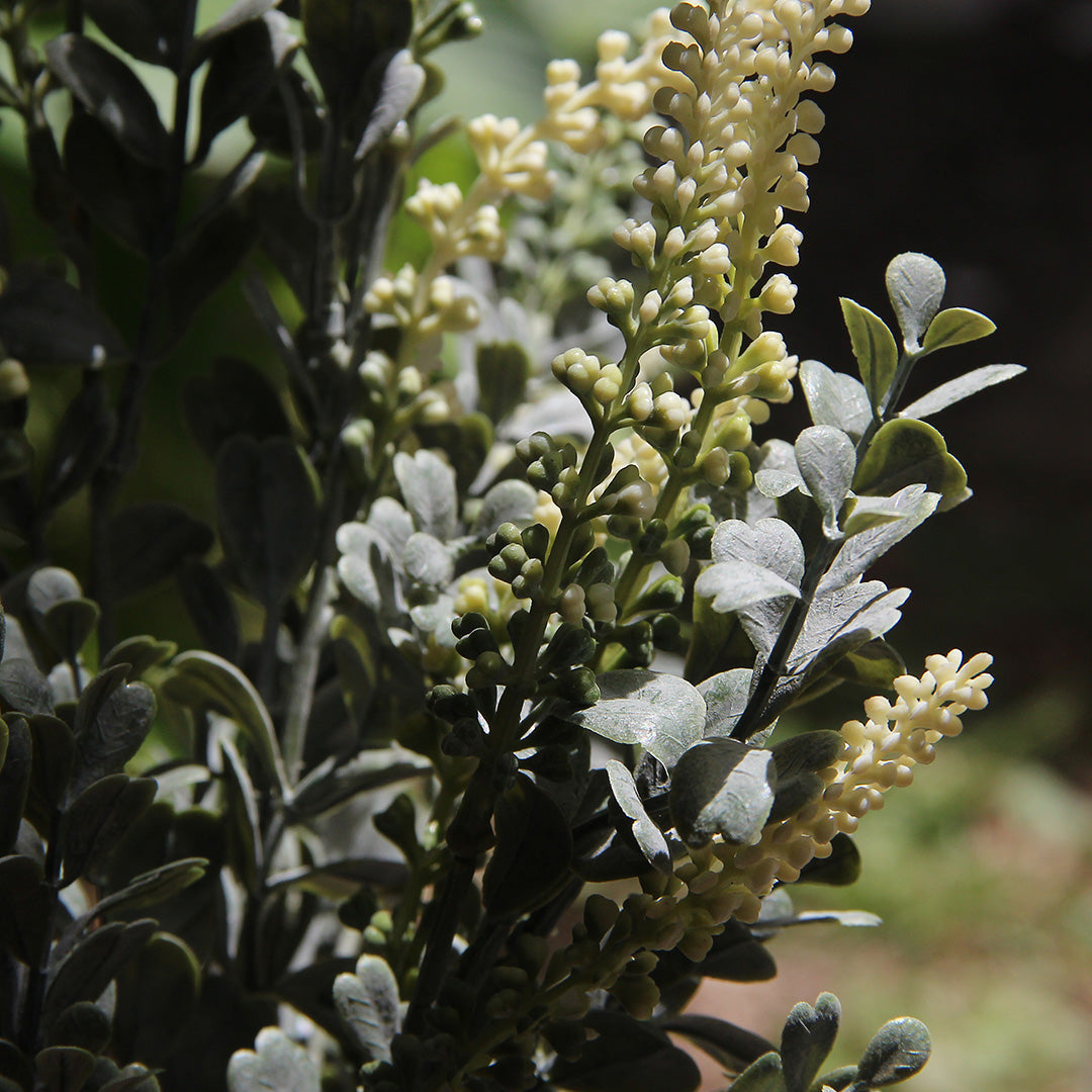 Cream Spike Branch