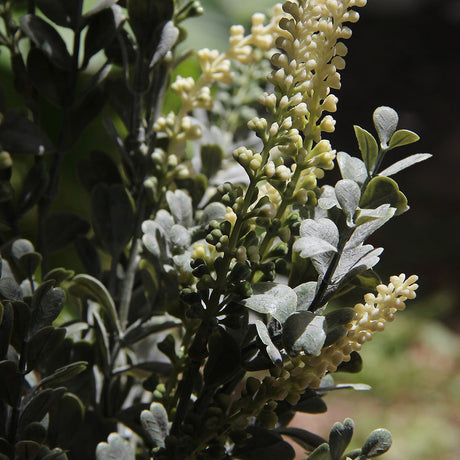 Cream Spike Branch