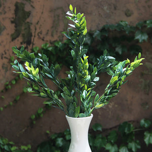 Light Green Box Branch
