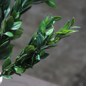 Deep Green Box Branch