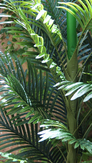 Planta Palma Areca 2 Mts